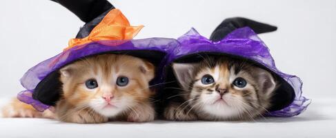 The adorable kittens wearing witch hats ready for Halloween fun. photo