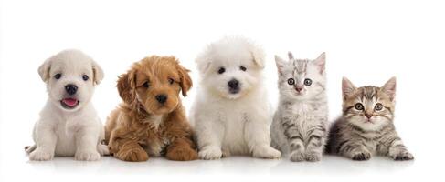 The adorable group of puppies and kittens posing together in a studio setting. photo