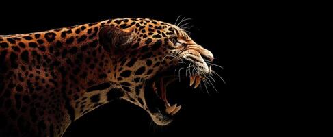The Fierce Leopard Roaring Against a Black Background in Captivating Detail photo