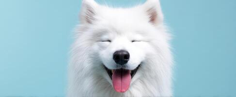 The cheerful samoyed dog smiling joyfully against a blue backdrop. photo