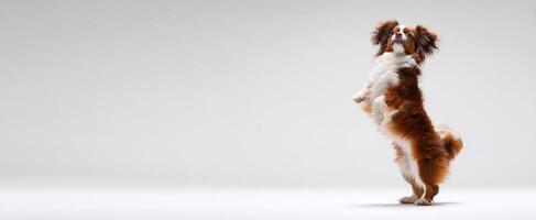 The playful dog standing on its hind legs in a bright studio setting. photo