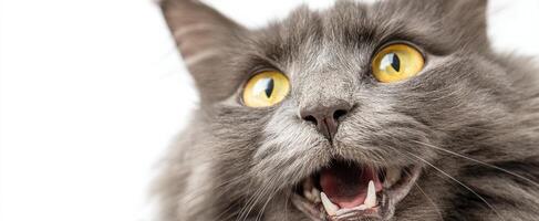 The adorable gray cat with big yellow eyes and playful expression. photo