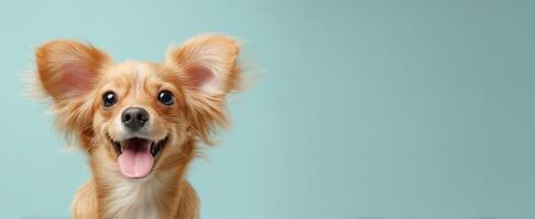 The joyful puppy with expressive ears against a soft teal background. photo