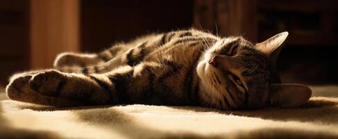 The relaxed tabby cat basking in warm sunlight on a cozy rug. photo