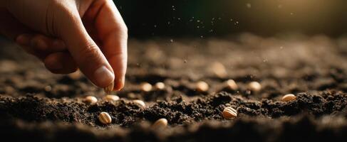 The hand gently planting seeds into fertile soil for a bountiful harvest. photo