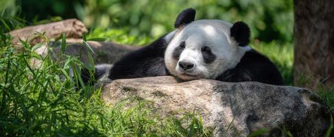 The adorable panda resting peacefully on a sunny day in the lush greenery. photo