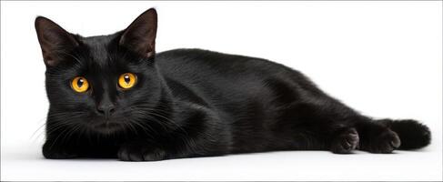 The captivating black cat lounging elegantly on a white background. photo