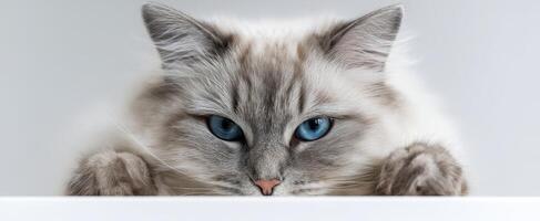 The curious cat with striking blue eyes peering over the edge. photo