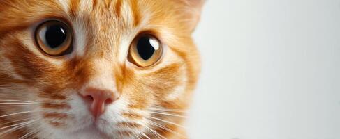 The adorable orange cat displaying curious and playful expression. photo