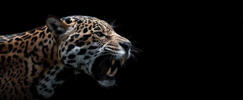 The Jaguar Roars with Intensity Against a Dramatic Black Background photo