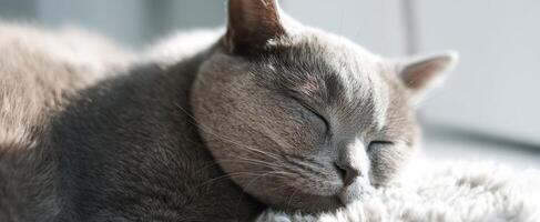 The adorable gray cat peacefully sleeping in soft sunlight. photo