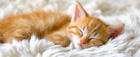 The sleeping kitten resting peacefully on a fluffy white blanket. photo