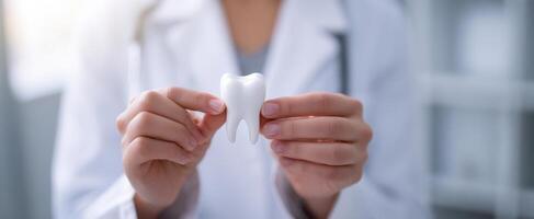 The dentist demonstrating a tooth model in a professional healthcare setting photo