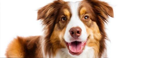 The cheerful Australian Shepherd dog showcasing its playful personality. photo
