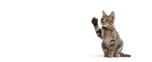 The adorable cat raising its paw in a playful gesture against a white background. photo