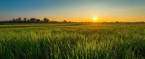 The serene rice field at sunset with vibrant green growth and golden sun. photo