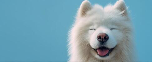 The charming expression of a happy Samoyed dog against a blue background. photo