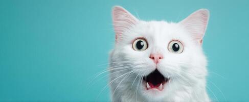 The surprised white cat with expressive eyes against a turquoise background. photo