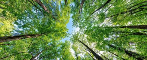 The vibrant canopy of trees stretching towards a bright blue sky photo