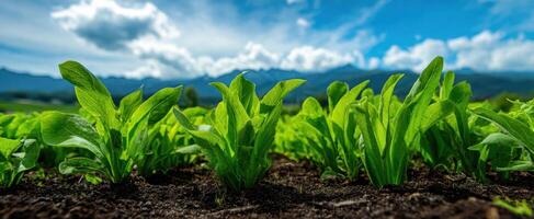 The lush green plants thriving in a serene agricultural landscape. photo