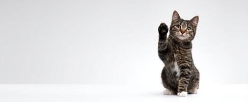 The playful cat greeting with its paw in a bright studio setting. photo