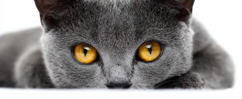 The captivating gaze of a beautiful grey cat with striking yellow eyes. photo