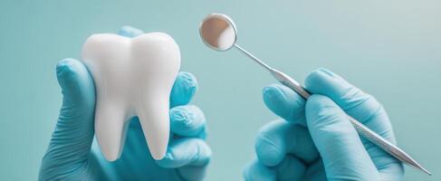 The dental examination featuring a pristine tooth model and instruments. photo
