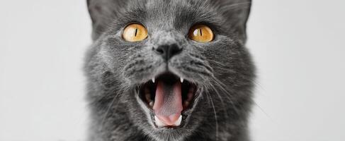 The captivating gray cat with striking golden eyes and a playful expression. photo