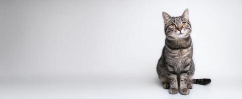 The adorable tabby cat sitting calmly against a minimalistic background photo