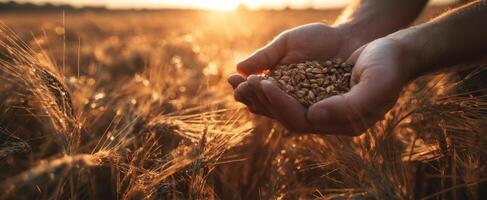 The Hands Holding Wheat Grains in a Glowing Sunset Field photo