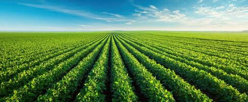 The Lush Green Landscape of a Vibrant Crop Field under a Clear Sky photo