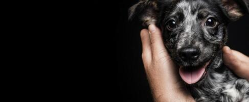 The adorable puppy being held lovingly in hands against a dark background. photo