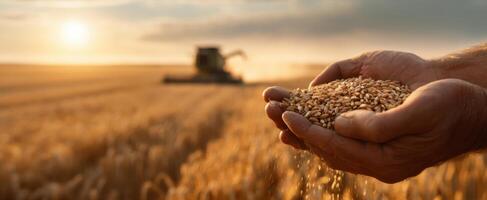 The hands holding wheat grains in a golden field at sunset photo