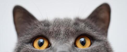 The captivating gaze of a gray cat with stunning amber eyes. photo