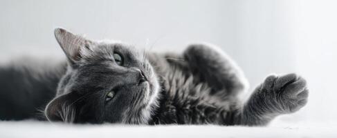 The tranquil gray cat lounging peacefully in soft natural light. photo