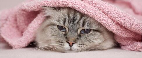 The fluffy cat wrapped in a soft pink towel relaxing at home. photo