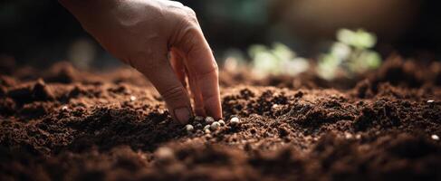 The Hand Planting Seeds into Rich Soil for Nurturing Growth photo