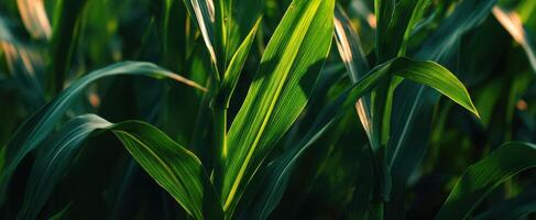 The lush green corn leaves illuminated by warm sunlight. photo