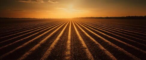 The serene sunset over a beautifully cultivated agricultural field photo
