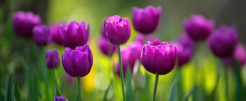 The Vibrant Purple Tulips Blooming in a Lush Garden during Springtime. photo