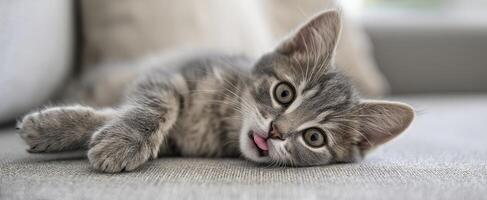 The adorable kitten relaxing on a cozy couch with its tongue out. photo