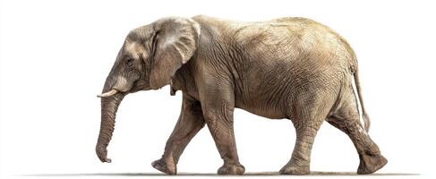 The Elegant Elephant Walking Gracefully Through Its Natural Habitat photo