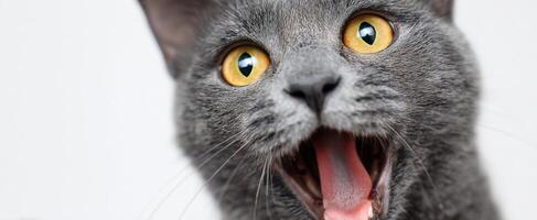 The cheerful gray cat showcasing its surprised expression and vibrant eyes photo