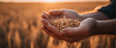 The hands holding grains of wheat in a golden sunset field photo