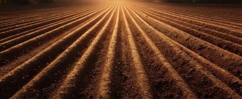 The sunlit rows of freshly prepared agricultural field at sunset. photo