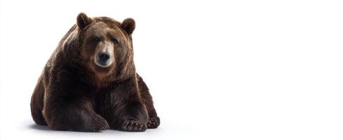 The majestic bear resting peacefully in a natural setting. photo