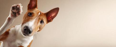 The adorable dog reaching out with a paw in a studio setting photo