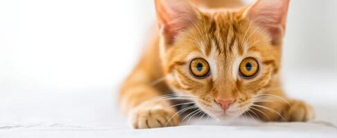 The adorable orange kitten playfully exploring its surroundings with curious eyes. photo