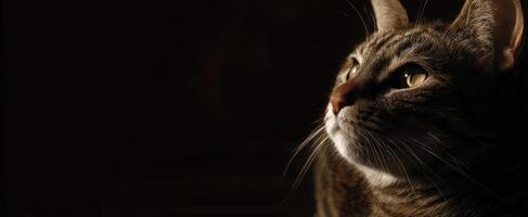 The Curious Cat Gazing Thoughtfully into the Dim Light photo