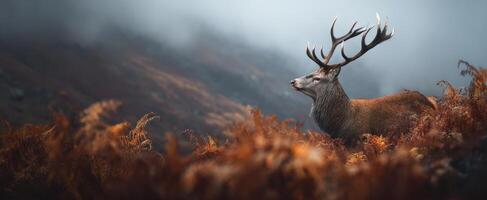 The Majestic Stag Standing Proud Among Autumn Foliage photo
